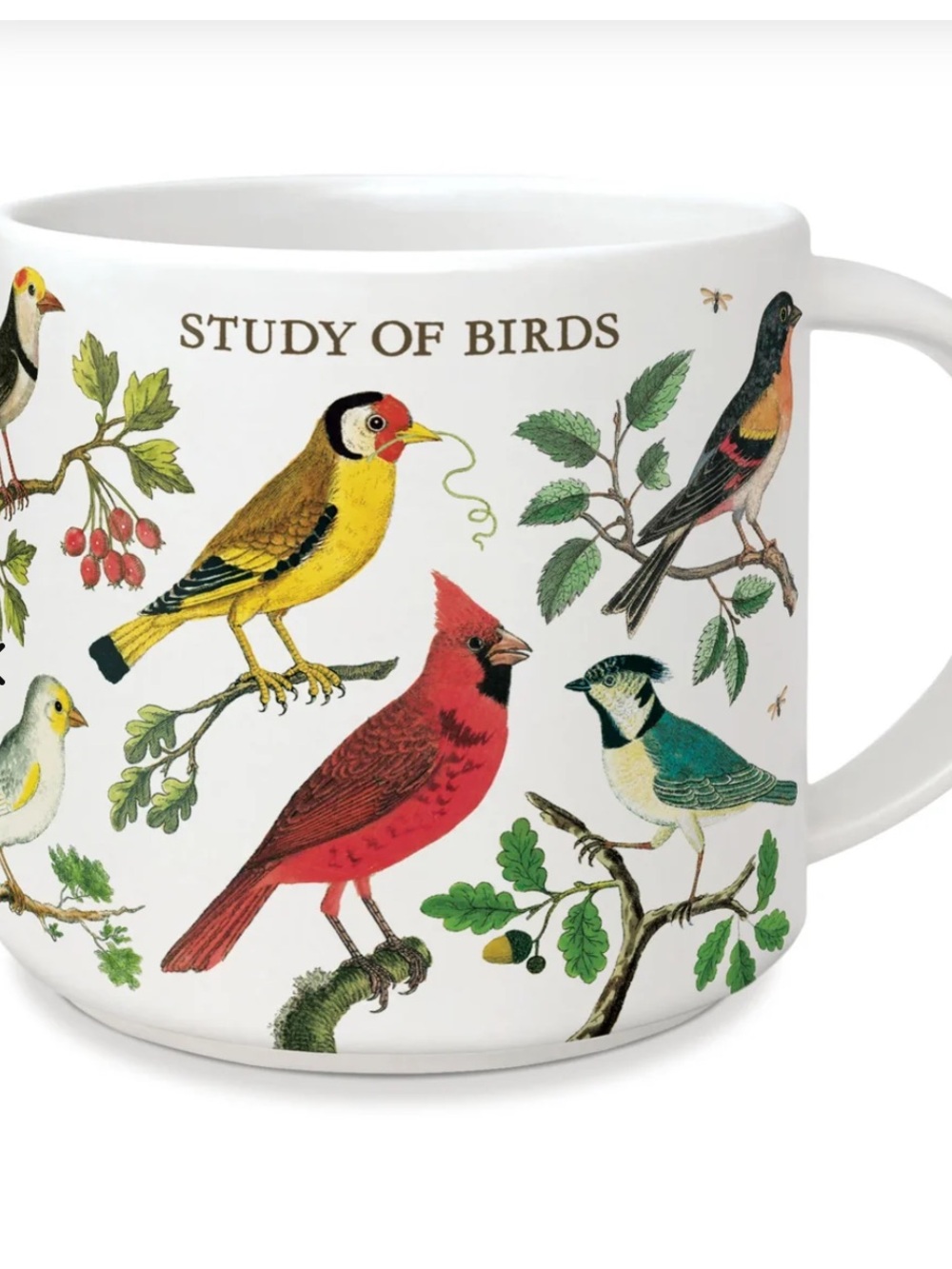 Catalina & Co coffee tea ceramic mug vintage study of birds Multicolor 14oz